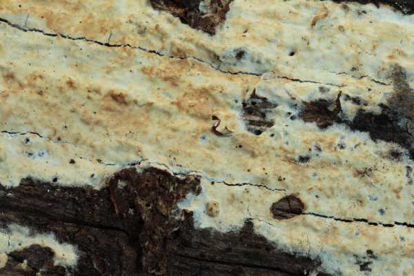Phanerochaete martelliana ? (P. martelliana)
